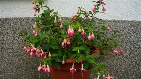 Fuchsie v polotieni