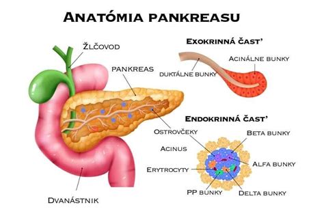 Anatómia piestika a jeho časti