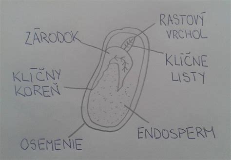 Rozdiel medzi jednopohlavnými a obojpohlavnými kvetmi