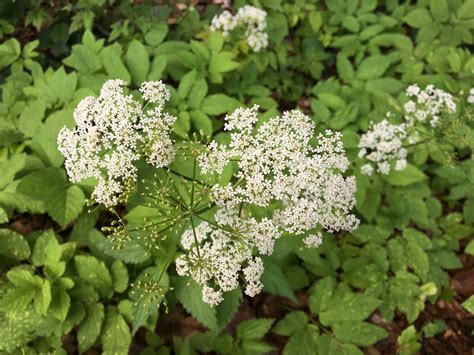 Herbár s rastlinou Kozonoha hostcová