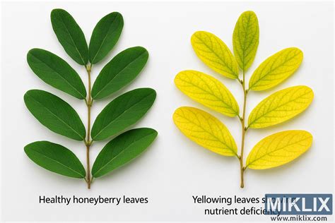 Porovnanie listov Kozonohy hostcovej a Zelenca