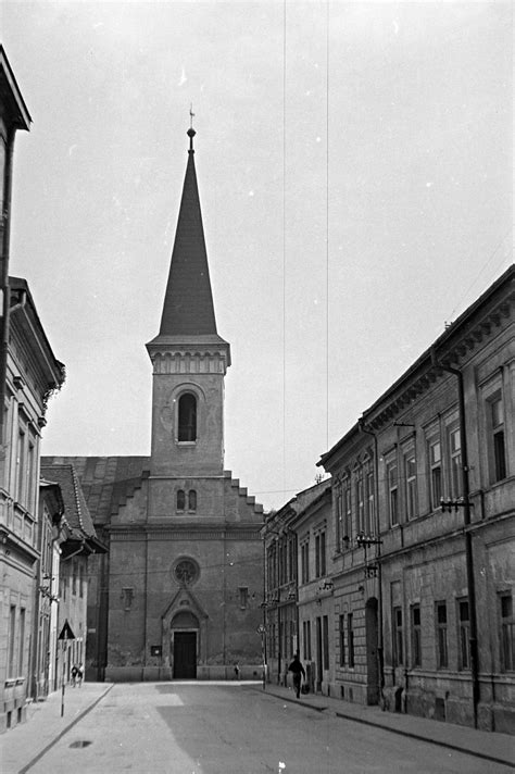 Fotografia starých záprahových psov