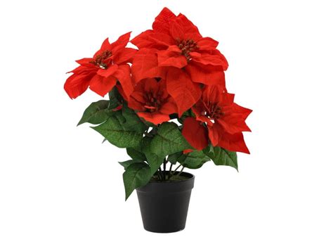 Vianočná ruža v kvetináči