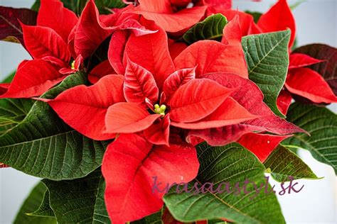 Vianočná ruža na okennom parapete