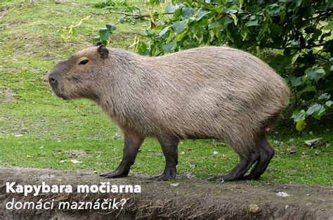 Vodnárka močiarna v dospelom štádiu