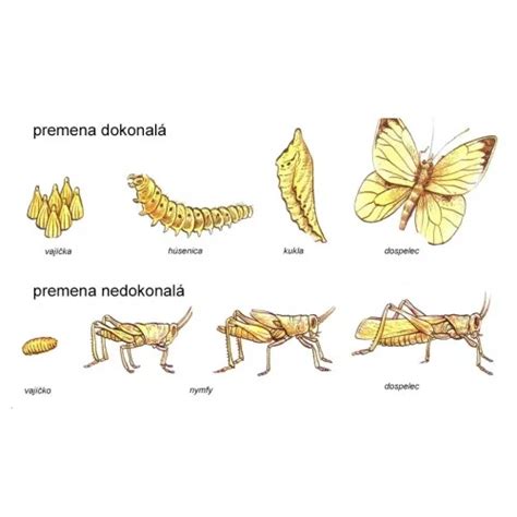 Schéma vývojových štádií hmyzu s neúplnou premenou (vajíčko, nymfa, imágo)