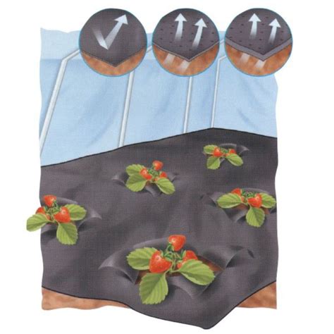 Čierna mulčovacia fólia s otvormi pre jahody