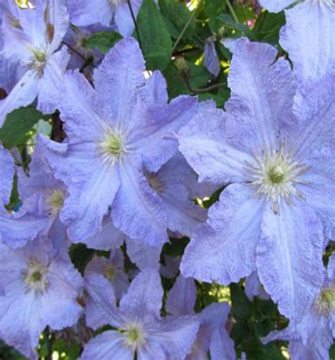 Plamienok veľkokvetý 'Multi Blue' v plnom kvete