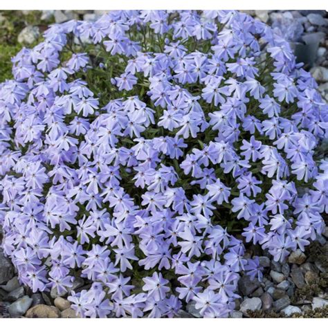 Detail kvetu plamienka 'Multi Blue'