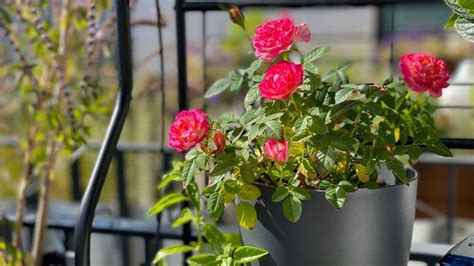 Oranžové ruže v kvetináčoch na balkóne