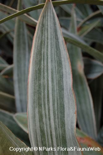 Dracaena zebra s lesklými listami