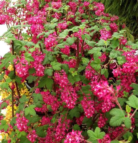 Ríbezľa krvavá (Ribes sanguineum)