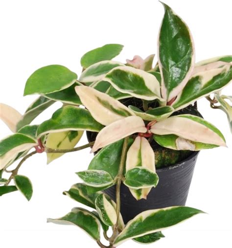 Hoya carnosa Albomarginata s panašovanými listami