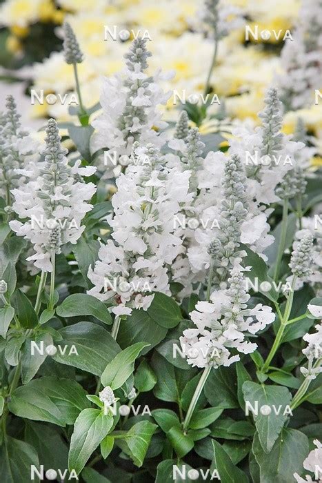 Salvia hájna Sallyfun Snow White v kvete