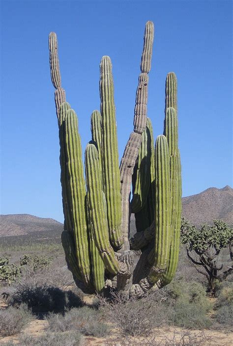 Pachycereus pringlei