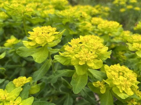 Mliečnik Euphorbia tirucali