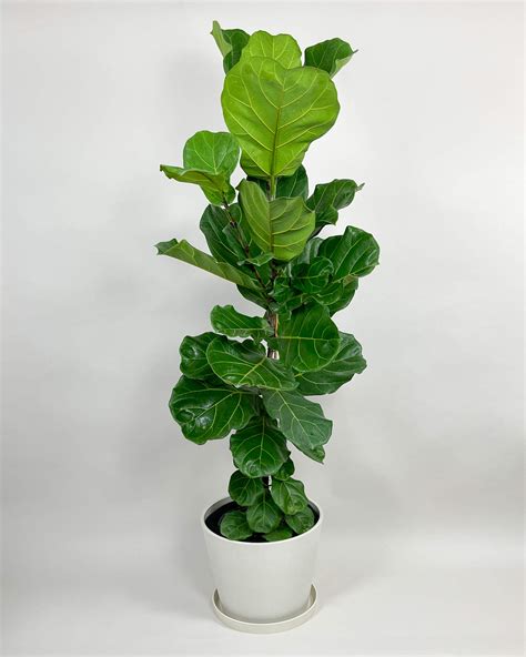 Ficus lyrata