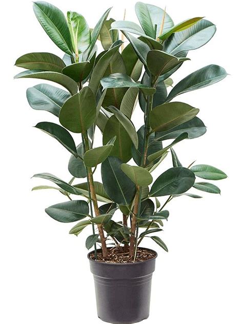 Ficus elastica 'Robusta'