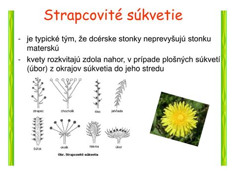 Strapcovité súkvetie - klas skorocelu