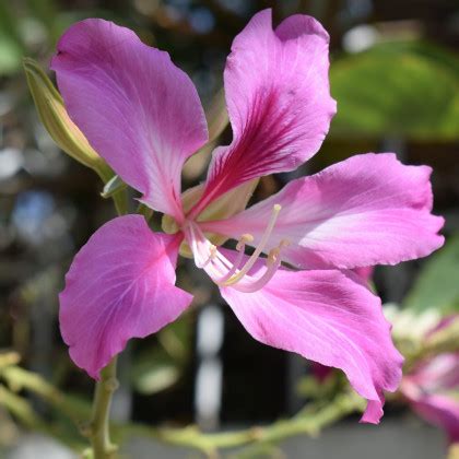 Bauhinia purpurová kvety