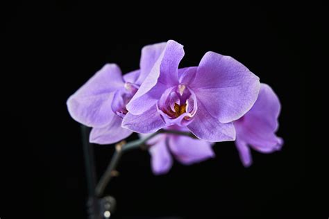 Purpurové kvety orchideového stromu