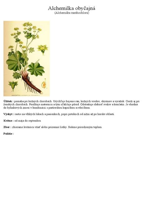 Alchemilka v čiastočnom tieni
