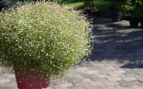 Gypsomilka v kvetináči