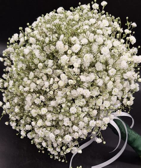 Rôzne druhy gypsomiliek