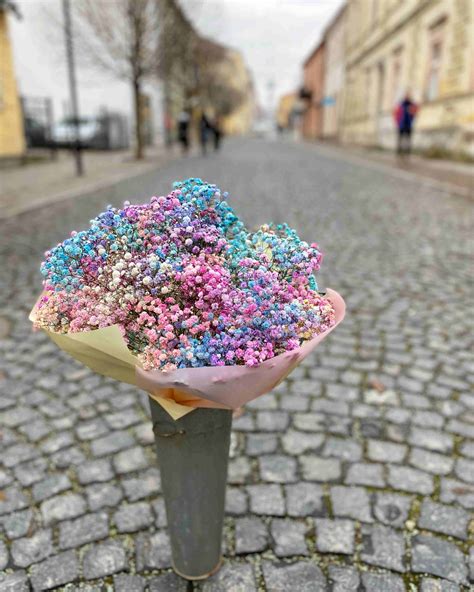 Pôdne preferencie gypsomilky