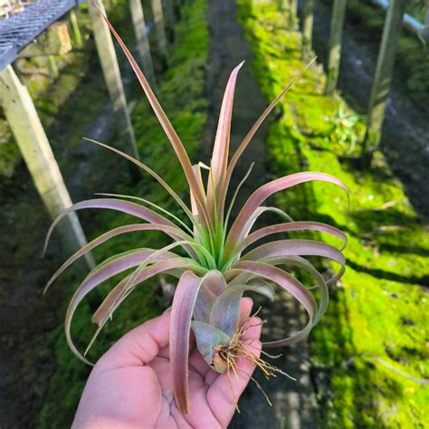 Ilustrácia rastliny Tillandsia