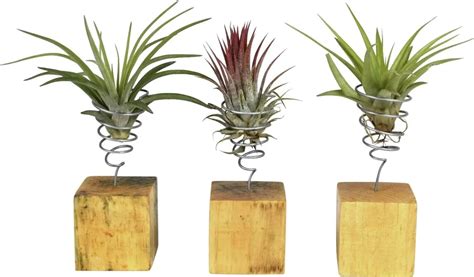 Aranžmán s rastlinami Tillandsia