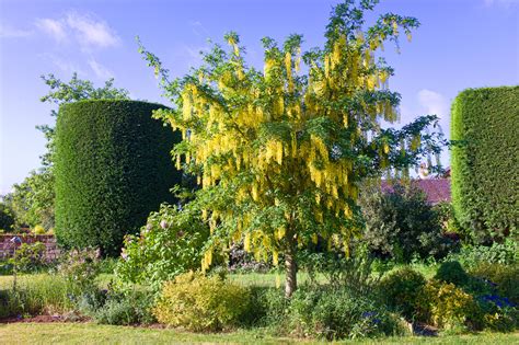 Detail kvetov Laburnum x watereri 'Vossii'