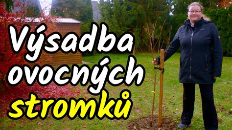 Návod na výsadbu stromu Laburnum