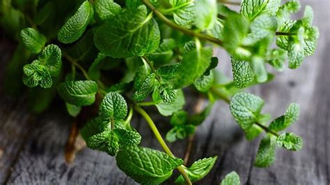 Rôzne druhy mäty