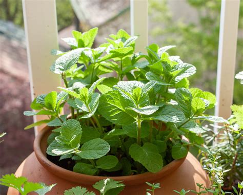 Mäta v kvetináčoch na balkóne