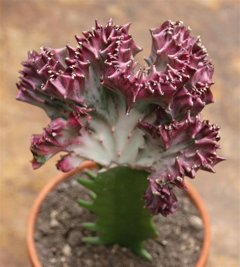 Vzhľad rastliny Euphorbia Lactea Cristata