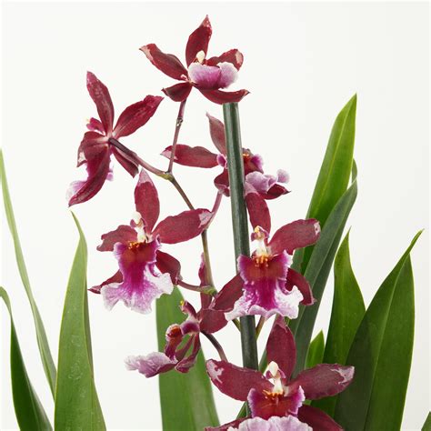 Červená orchidea Cambria Barrocco Red