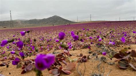 Púšť Atacama počas kvitnutia