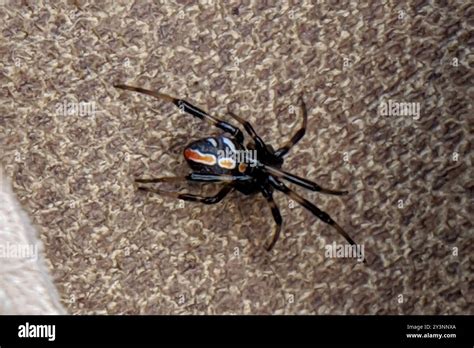 Mapa rozšírenia druhu Latrodectus hesperus