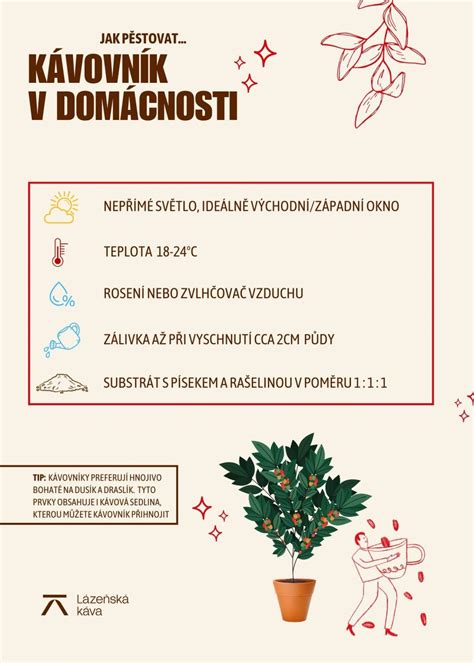 Infografika o pestovaní ananásu doma