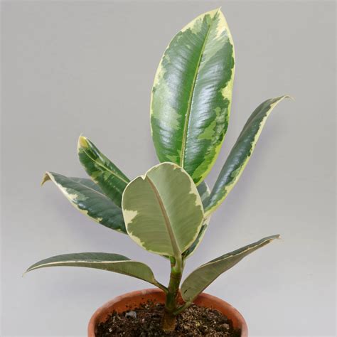 Rastlina Ficus elastica Tineke s výrazným zeleným a bielym panašovaním listov.