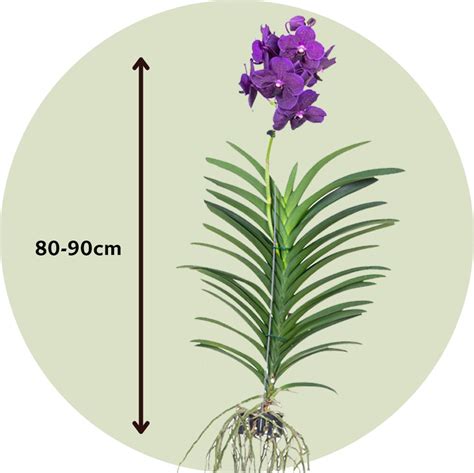 Štruktúra koreňov orchidey Vanda