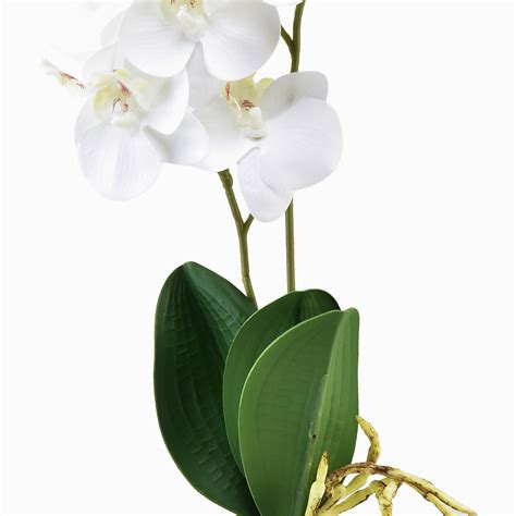 Orchidea Phalaenopsis s koreňmi v priehľadnom kvetináči