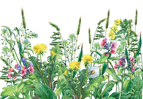 Lúčne kvety v plnom kvete