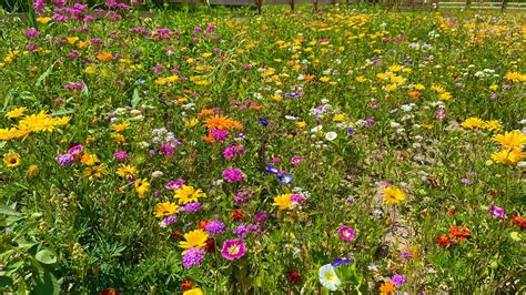 Lúka plná kvitnúcich rastlín