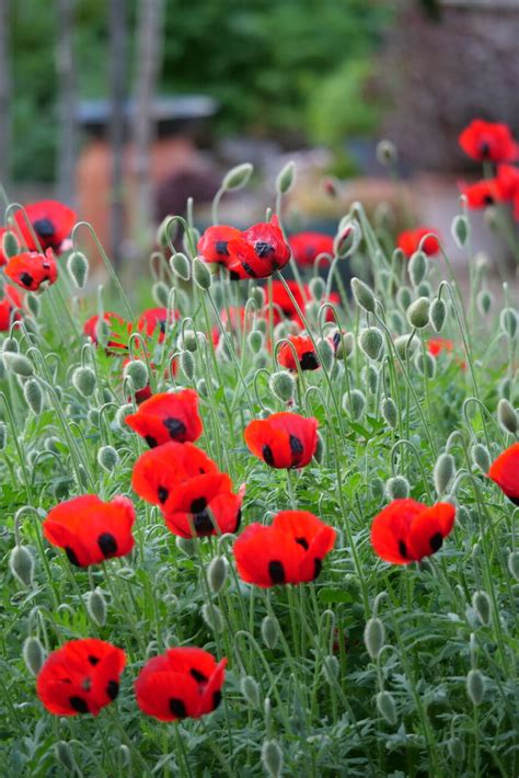 Rozkvitnuté maky v záhrade