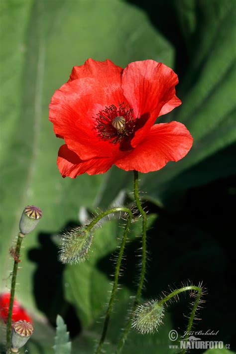 Rozkvitnutý mak poľný (Papaver rhoeas)
