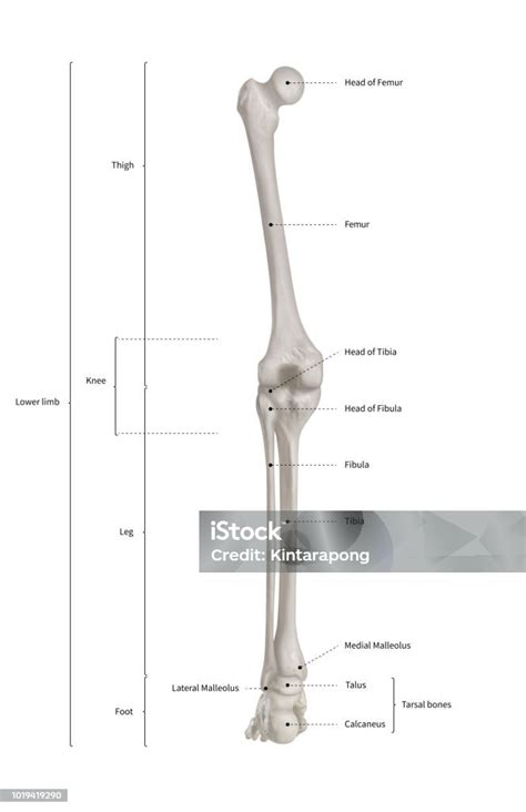 Detailná infografika: Anatómia krta s popismi prispôsobenia pre podzemný život (silné predné končatiny, rypák, srsť, zakrpatené oči)