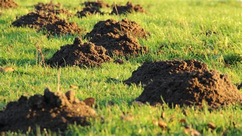 Prierez pôdou znázorňujúci systém krtích tunelov v rôznych hĺbkach a krtince na povrchu