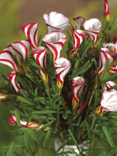 Kvitnúci Oxalis versicolor